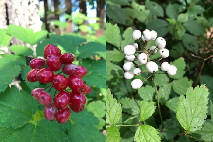 What Plant Has Red And White Berries?